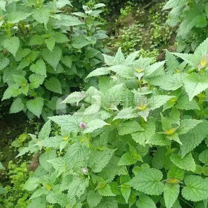 1673476900468270