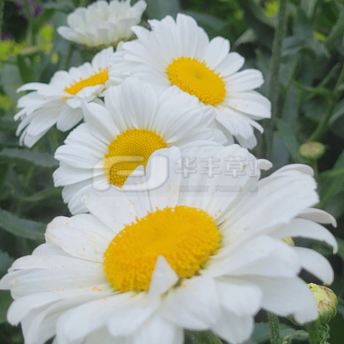 1673477678278172