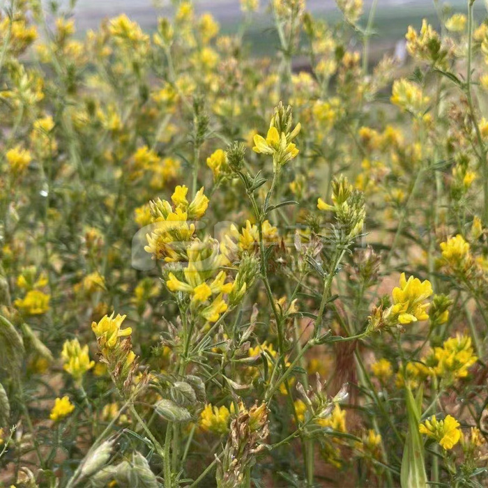 黄花苜蓿