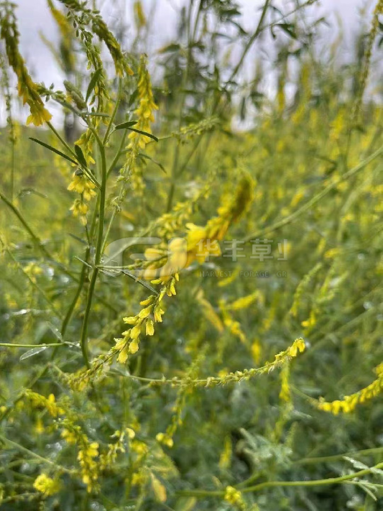 草桂花