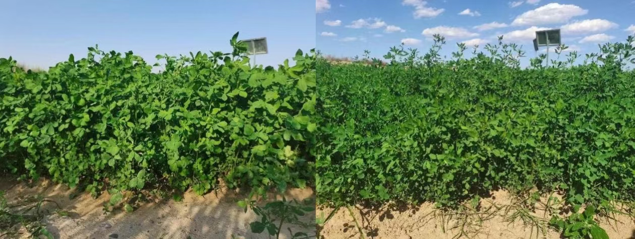 1729730907892335